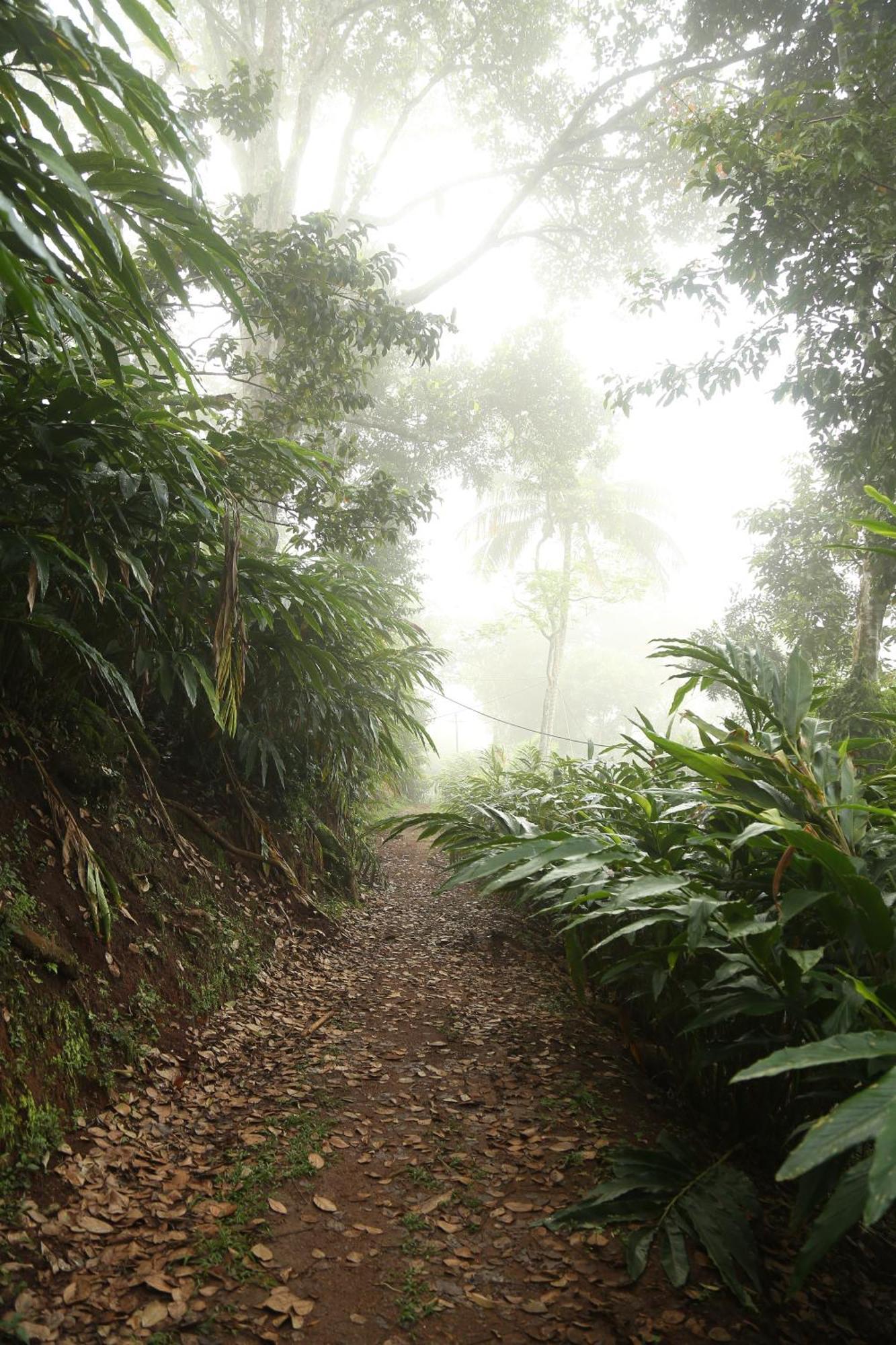 Spice Forest Plantation Homestay, Thekkady Vandiperiyār Esterno foto