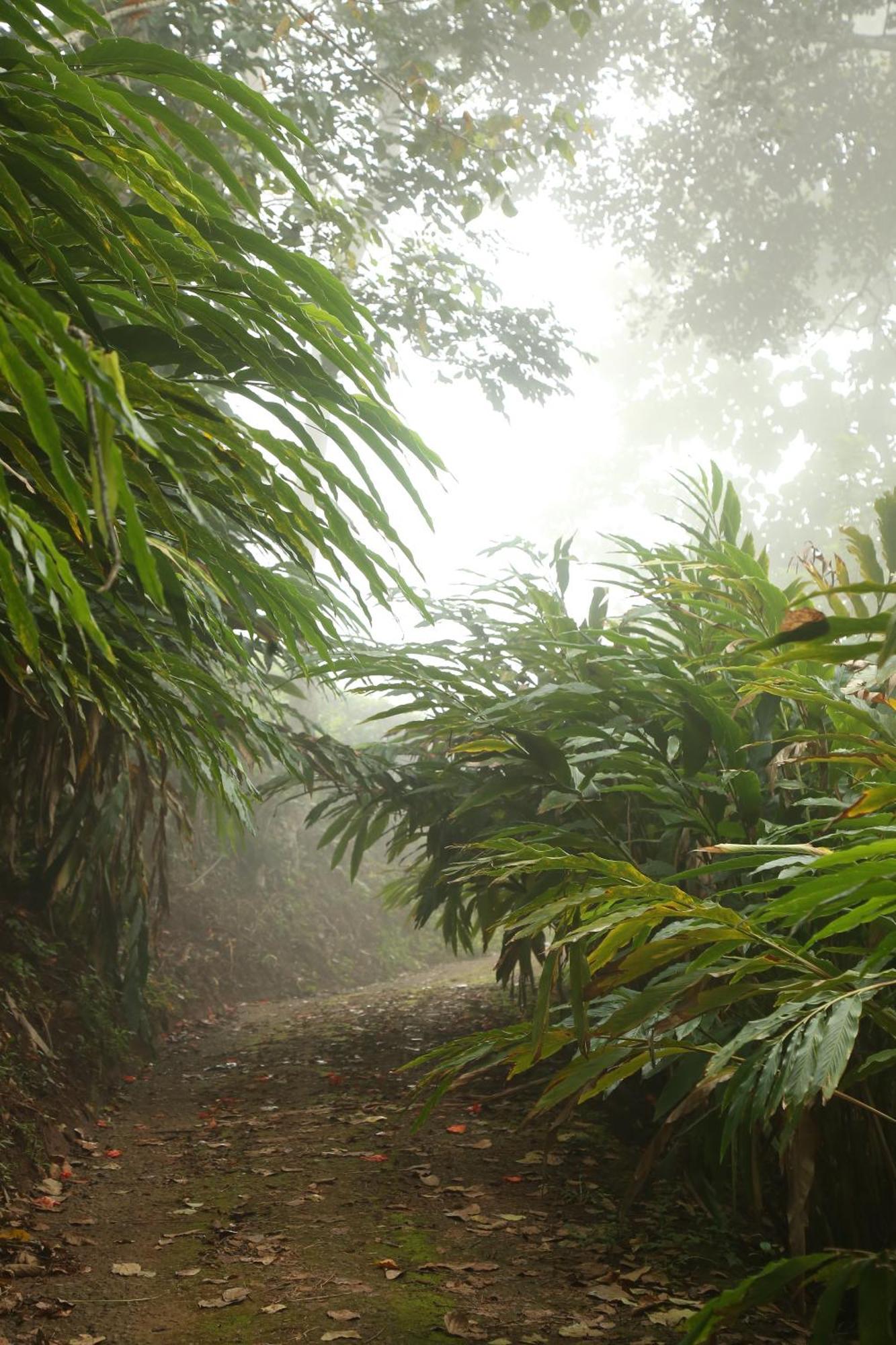 Spice Forest Plantation Homestay, Thekkady Vandiperiyār Esterno foto